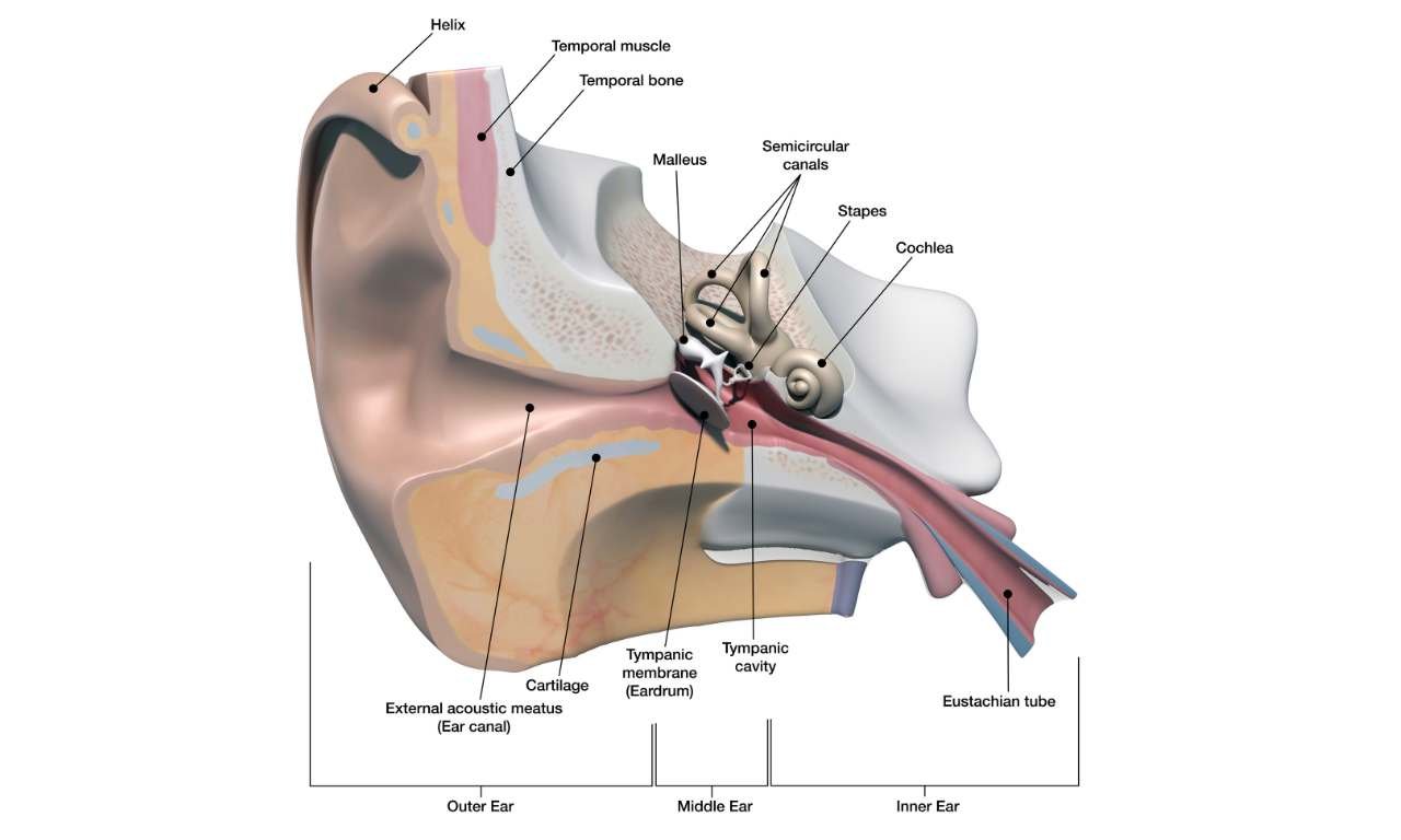 Human ear structure